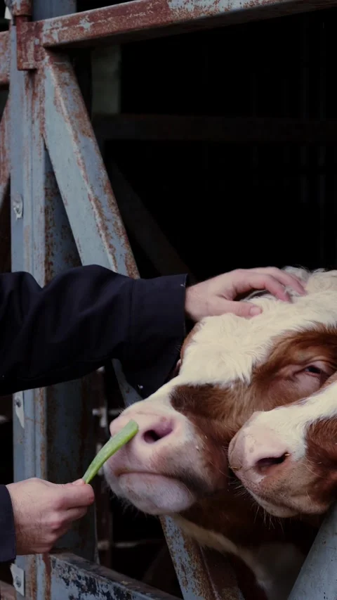 Close-Up of Farmer Feeding Two Brown and White Cows in Rustic Barn Setting Stock Footage 275855020