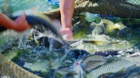Close-up of a farmer hand catching fresh fish in a aquaculture net Video stock 330573802
