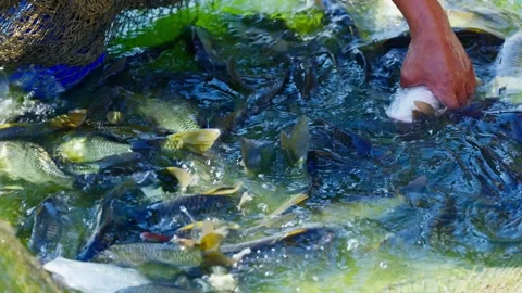 Close-up of a farmer hand catching fresh fish in a aquaculture net Stock Footage 330573865