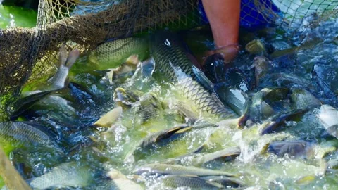 Close-up of a farmer hand catching fresh fish in a aquaculture net Stock Footage 330573866