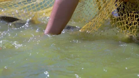 Close-up of a farmer hand catching fresh fish in a aquaculture net Stock Footage 330573966