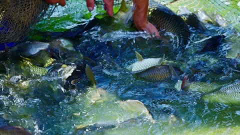 Close-up of a farmer hand catching fresh fish in a aquaculture net Video stock 330573967