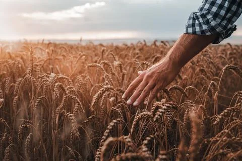Close up of farmer hand checking the quality of his wheat Stock Photos
