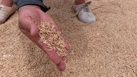 Close Up of Farmer Hand Checking Rice Grains Quality During Sun Drying 動画素材 321937297