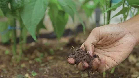 Close Up of Farmer Hand Checking Soil Moisture and Quality in Plantation Stock Footage 337442561