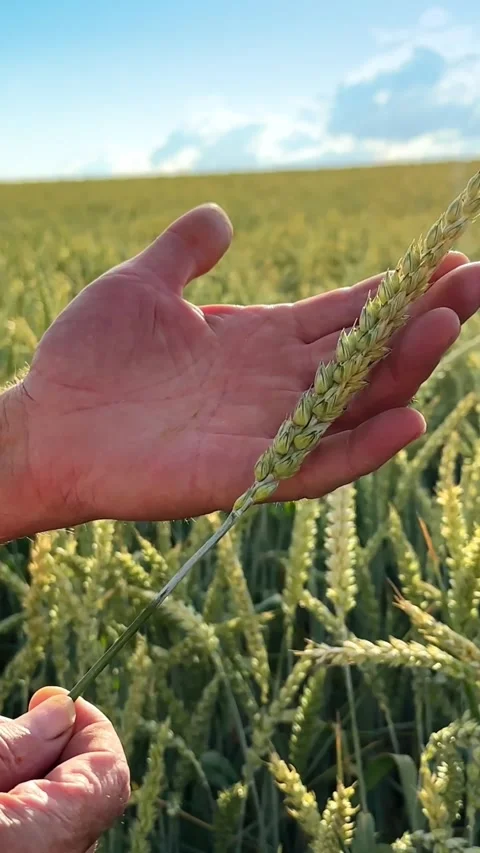 Close up of farmer hand gently holding and inspecting wheat ear in field on.. Stock Footage 337519983