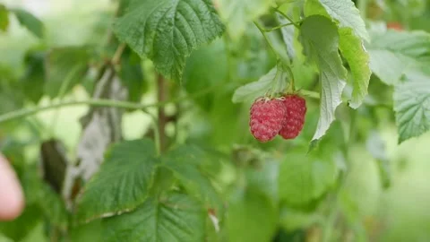 Close-up of farmer hand that gently snaps off a ripe raspberries from a bush on Video stock 136813840