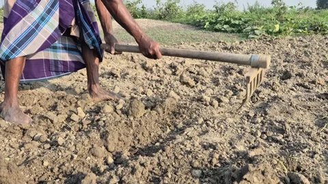 Close Up Of Farmer Hand Holding Bamboo Rake Handle Bangladesh Stock Footage 339640650
