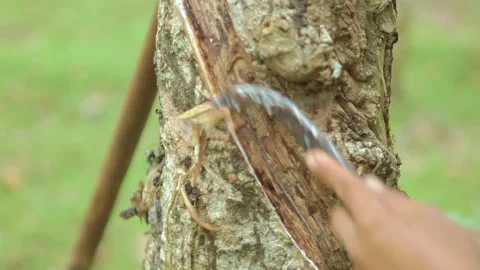 Close Up of Farmer Hand Tapping Rubber Tree Bark with Special Knife Stock-Footage 337442622