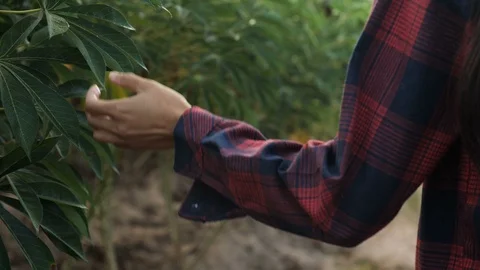Close up farmer hand touching cassava leaf in cassava field Stock Footage 118470879