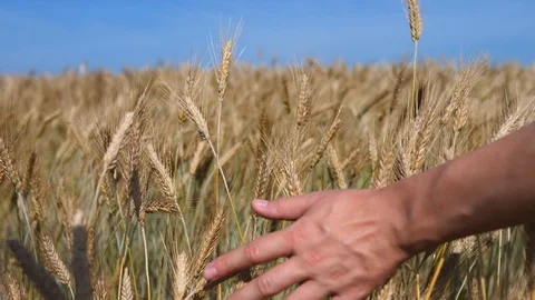 Close-Up Of Farmer Hand Touching Wheat Ears In Field At Sunset. Stock Footage 112606991