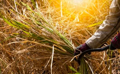 Close up farmer hand use hook sickle harvesting to jasmine rice plant Stock Photos