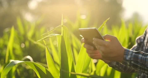 Close up of Farmer hand using mobile phone or tablet Standing in. The rice field Stock Footage 112061237