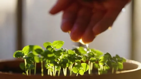 Close-up of a farmer hand watering green basil seedlings in a pot Stock Footage 344283387
