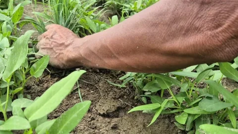 Close Up Of Farmer Hand Weeding Crops In Bangladesh Stock Footage 338312505