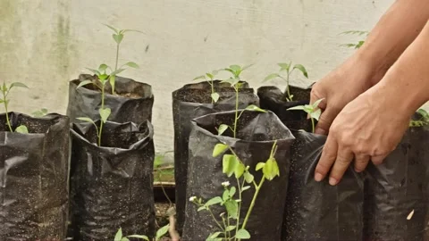Close up of farmer hands arranging rows of green chili plant seedlings in p.. Stock Footage 325105890