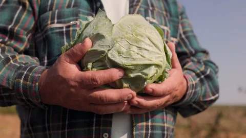 Close Up of Farmer Hands with Bountiful Vegetable Cabbage Stock Footage 254151410