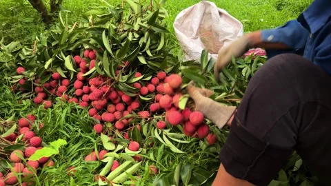 Close up of farmer hands bundling fresh lychee bunches. Stock Footage 340033252