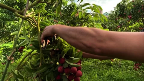 Close up of farmer hands cutting ripe lychees. Stock Footage 340033253