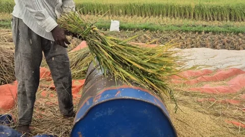 Close Up Of Farmer Hands Hitting Paddy Bundle On Drum Bangladesh Stock Footage 339305584