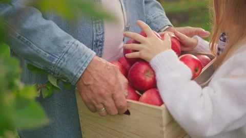 Close up farmer hands hold a large basket full of ripe red apples child girl Stock Footage 186814236