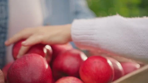Close up farmer hands hold a large basket full of ripe red apples child girl put Stock Footage 186815358