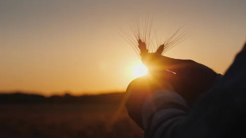 Close up of farmer hands holding and examining ripe wheat ears with warm su.. Stock-Footage 334531531