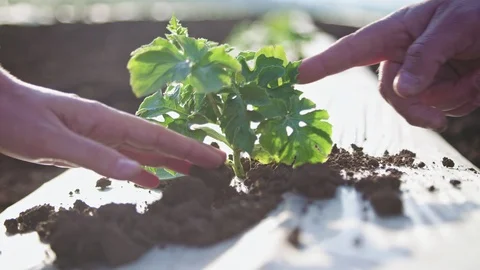 Close up of farmer hands inspecting a young plant in a field Stock Footage 89983687