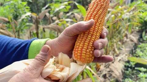 Close up of farmer hands peeling fresh ripe yellow corn cob Stock Footage 346012382