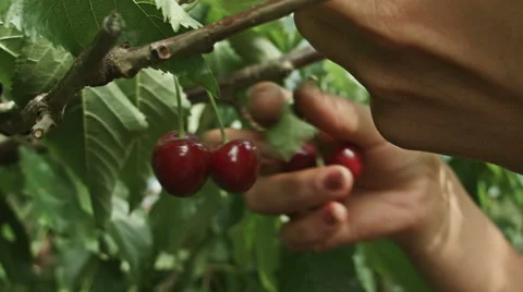 Close up of farmer hands picking cheries Stock-Footage 51092037
