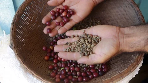 Close up of farmer hands picking organic fresh coffee beans of basket. Stock Footage 129267253