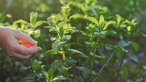 Close up farmer hands plucks mint leaves in garden. Plant in rays of sun, slow Stock Footage 107259479