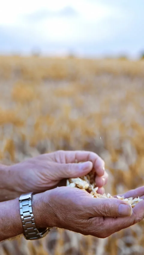 Close up of farmer hands sifting and inspecting ripe wheat grain in field d.. Stock Footage 337527531