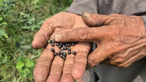 Close Up Of Farmer Hands Touching Okra Seeds On Palm For Quality Check In Farm Stock Footage 341782390