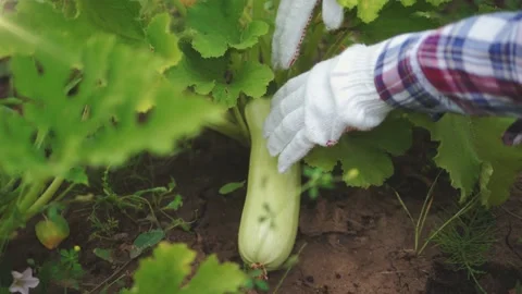 Close up of farmer hands with vegetable marrow or zucchini. Farmer harvesting Stock Footage 136538390