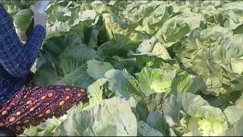 Close Up Farmer Harvesting Cabbage With Knife in Rural Farm Field Vídeos de archivo 335883867