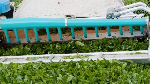 Close up of farmer harvesting tea leafs from bushes with machine, Malaysia Stock Footage 146541356