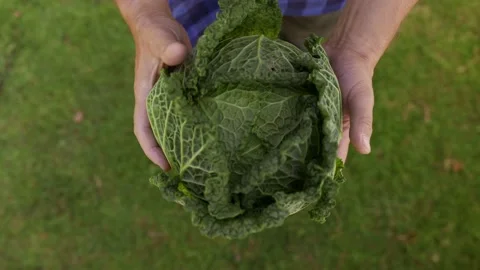 Close-up farmer holding cabbage in his hands, Examining the quality of the Stock-Footage 204033117