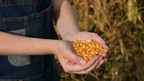 Close-up of farmer holding an ear of freshly harvested corn grains farms Stock Footage 270464432