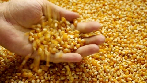 Close-up of farmer holding an ear of freshly harvested corn grains in a Stock Footage 270464465