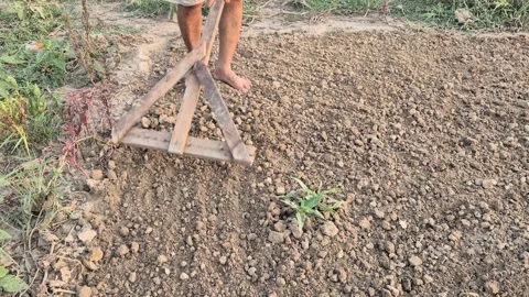 Close Up Of Farmer Leveling Loose Soil With Wooden Harrow Tool For Cultivation Stock Footage 339305698