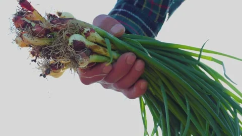 Close up farmer man hands holding bunch onions in garden Stock Footage 297950427