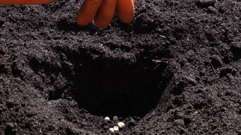 Close up on farmer or gardener hands plants seeds in the ground in the garden Stock-Footage 159447247