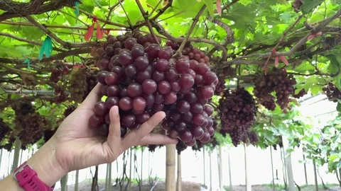 Close up of farmer or planter hand checking grapes hanging on vines. Stock Footage 251190791