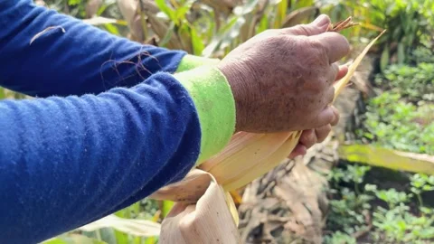 Close up of a farmer peeling the husk off a fresh ripe yellow corn Stock Footage 346012404