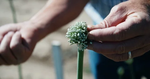Close up of farmer picking petals off crop in field Stock-Footage 120619699