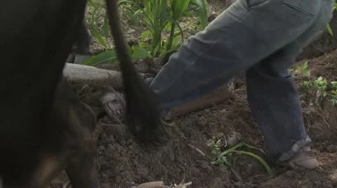 Close up of a Farmer Plowing His Field With a Team of Oxen 動画素材 19317526