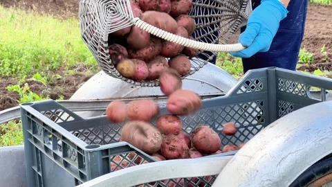 Close-Up of Farmer Pouring Fresh Potatoes from Basket into Plastic Crate 스톡 동영상 345695091