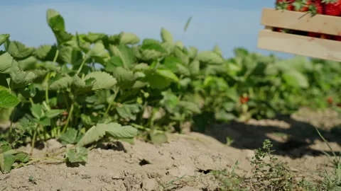Close-up, a farmer puts a box of freshly picked strawberries on the garden bed Video stock 154420522
