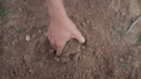 Close up on the farmer s hands digging the soil to harvest the potatoes Stock-Footage 160561519
